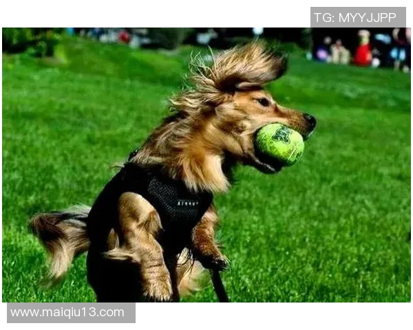 从零基础到飞盘高手全方位攻略助你轻松掌握这项运动的技巧与乐趣